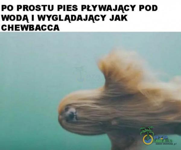 PO PROSTU PIES PŁYWAJĄCY POD WODĄ 1 WYGLĄDAJĄCY JAK CHEWBACCA