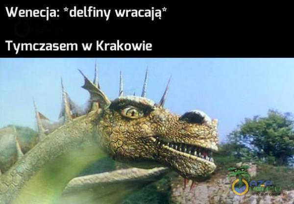 Wenecja: delfiny wracają” Tymczasem w Krakowie