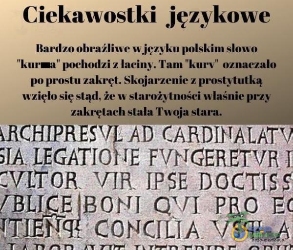   Ciekawostki językowe Bardzo obraźliwe w języku polskim słowo kursa” pochodzi z łaciny. Tam kurv oznaczało po prostu zakręt. Skojarzenie z prostytutką wzięło się stąd, że w starożytności wla4nie przy zakrętach stała Twoja stara....