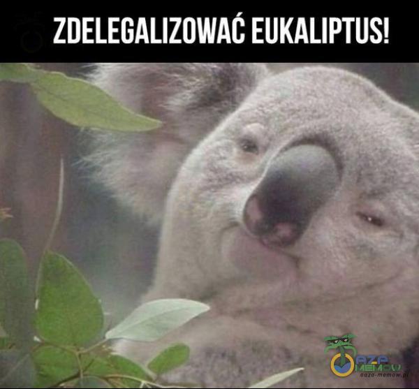 ZDELEGALIZOWAC EUKALIPTUS!