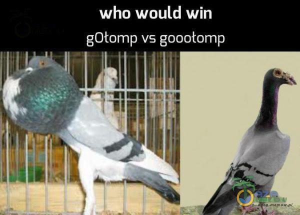 wha would win gOłomp vs gooołomp.