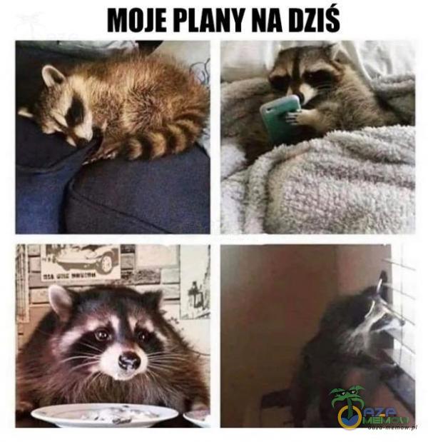 MOJE PLANY NA DZIŚ