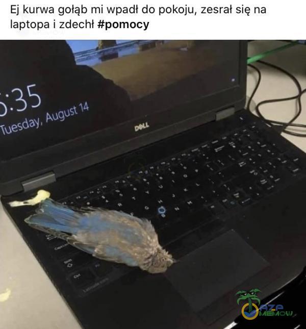 Ej kurwa gołąb mi wpadł do pokoju, zesrał się na laptopa i zdechł #pomocy wesday,
