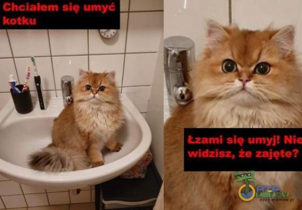 Chciałem się umyć kotku Łzami Siq umyj! Nie widzisz, że zajęte?