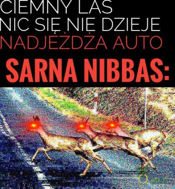 NIC NIE DZIEJE NADJEZDZA AUTO SARNA NIBBAS: