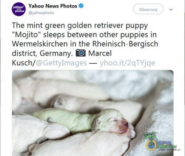 Yahoo News Photos Obserwuj yahoophcto The mint green golden retriever puppy Mojito” sleeps between other puppies in Wermelskirchen in the Rheinisch-Bergisch district, Germany. Marcel Kusch/GettyImages —
