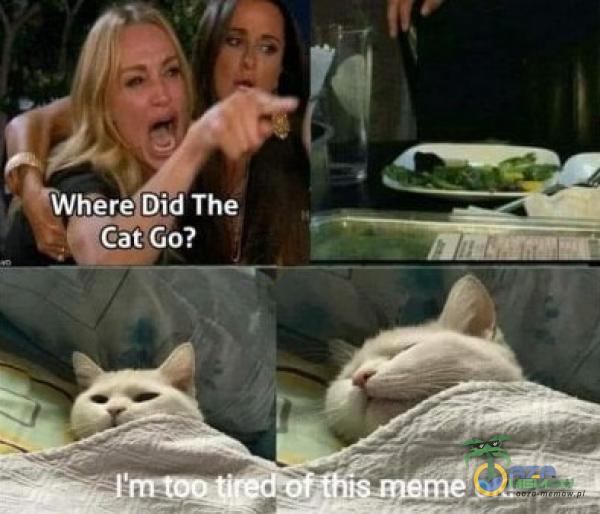 The Cat Go?