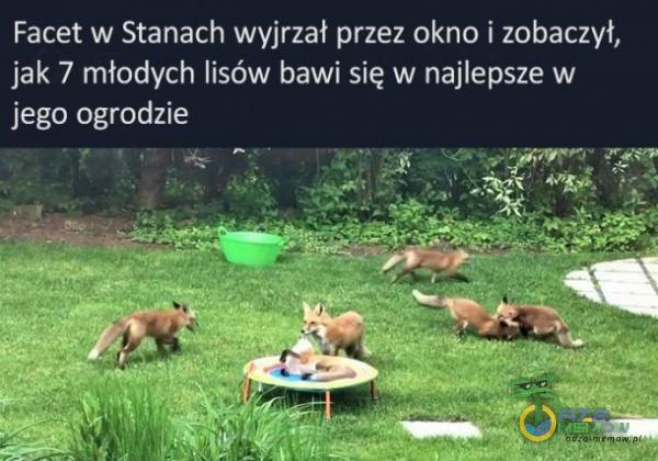 Facet w Stanach wyjrzał przez okno i zobaczył, fak 7 młodych lisów bawi się w najlepsze w jego ogrodzie