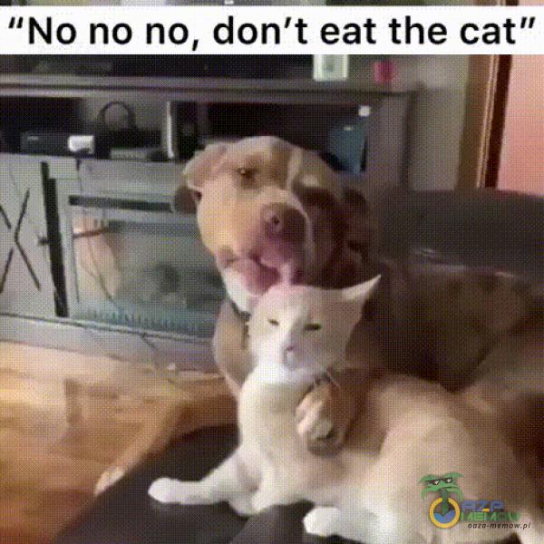 No no no, don t eat the cat”