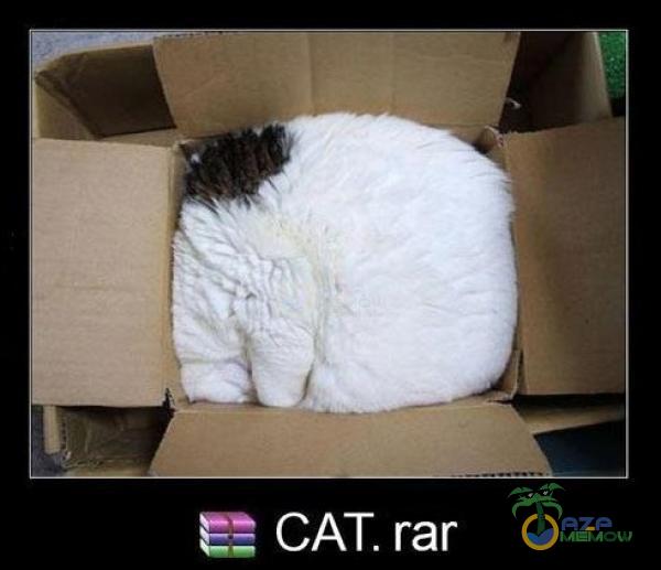 CAT. rar