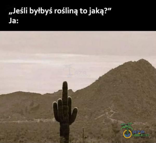 „Jeśli byłbyś rośliną to jaką?” Ja: