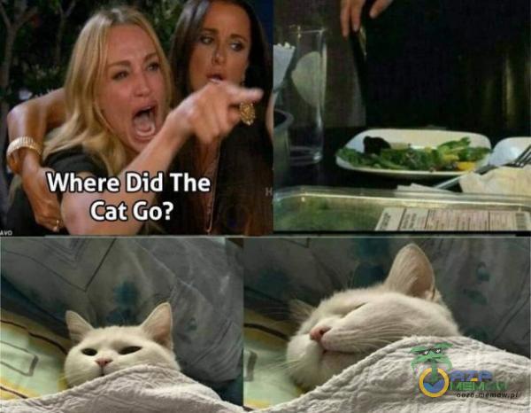 Whŕ The cat Go?