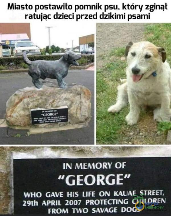 Miasto postawiło pomnik psu, który zginął ratując dzieci przed dzikimi psami 1 IN MEMORY OF | *GEORGE WHO GAVE HIS LIFE ON KAUAE STREET, , 25h APRIL 2007 PROTECTING CHILDREN | FROM TWO SAVAGE DOGS