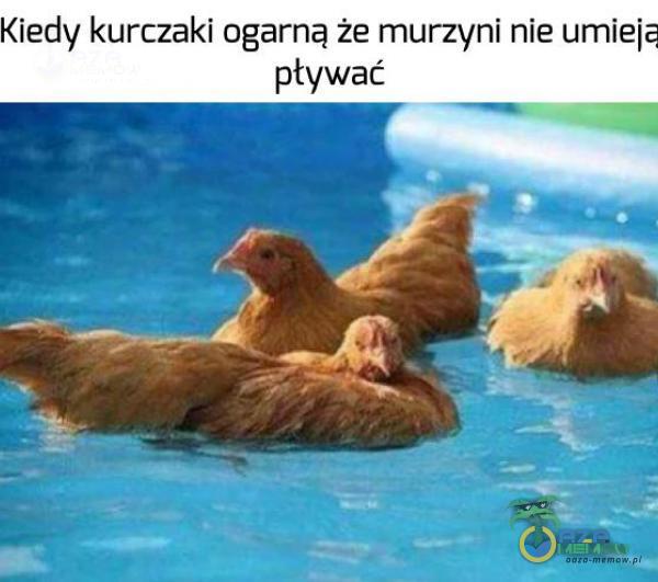 Kiedy kurczaki ogarną że murzyni nie umiej? pływać