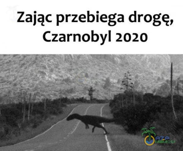 Zając przebiega drogę, Czarnobyl 2020