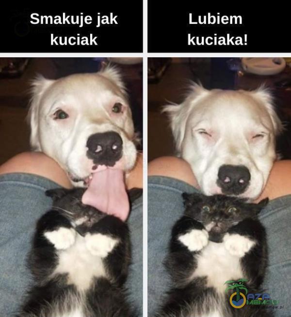 Smakuje jak Lubiem kuciak kuciaka!