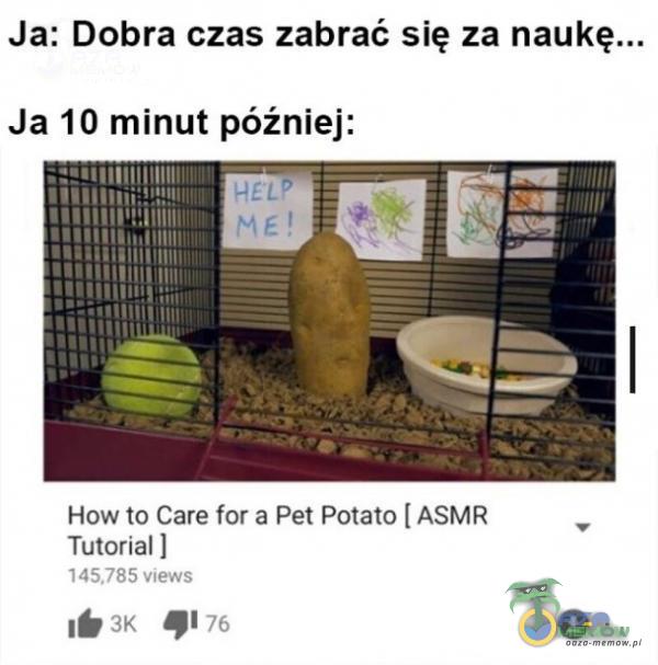 Ja: Dobra czas zabrać się za naukę... Ja 10 minut później: How to Care for a Pet Połato [ ASMR Tutorial I views 76 O