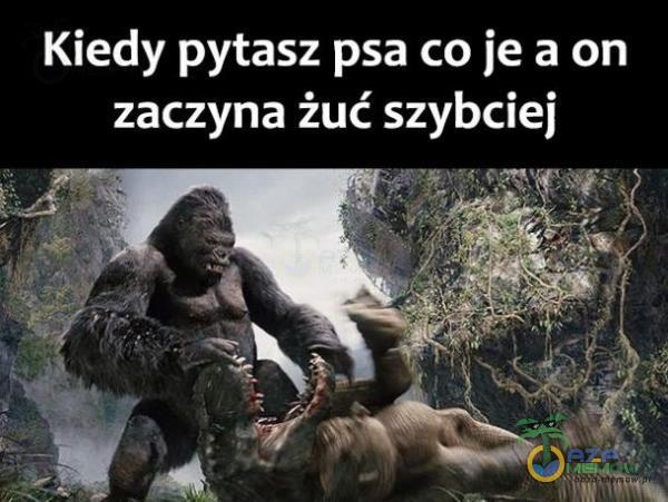 Kiedy pytasz psa co je a on zaczyna żuć szybciej