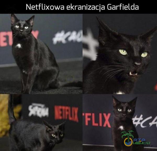 Netflixowa ekranizacja Garfielda T :n% L . l mT — — — m