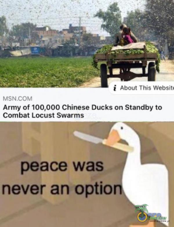 i Aboul Tha Wto MBŃŁCASM Army of 100,000 Chinese Ducks on Sżandby ta Combat Locust $warms