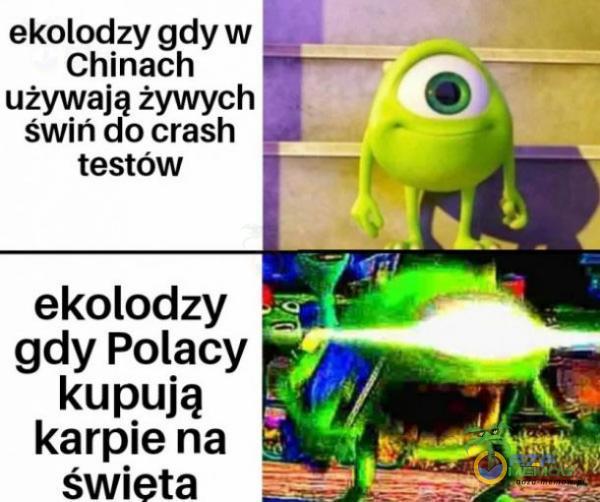 ekolodzy gdy w Chinach używają żywych świń do crash testów ekolodzy gdy Polacy kupują karpie na