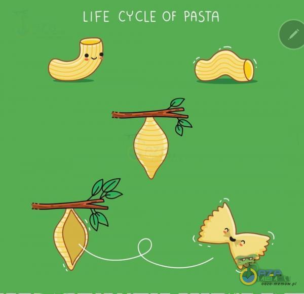 LIFE CYCLE OF PASTA
