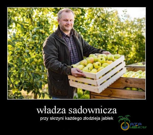 władza sadownicza przy skrzyni:każdeyo złodzieja jabłek