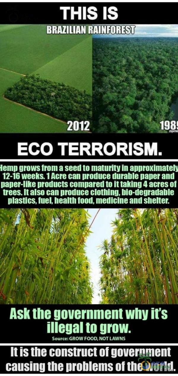   THIS IS BRAZILIANR INFOREST 2012 ECO TERRORISM. lemp grows from a seed to maturlty In approxlmately 12-16 weeks. 1 Acre can produce durable paper and paper-lie products pared to ił tanng 4 acres of trees. Ił also can produce clothing,...