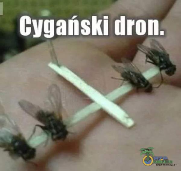 Cygański dron.
