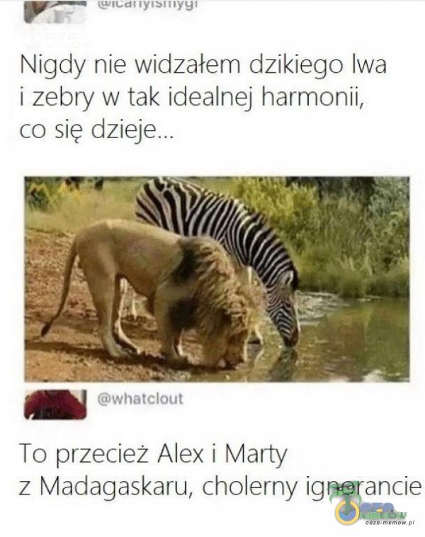 m mać dac 1-4 Niądy nie wiclzałer dzikiego lwa i zebry w tak idealnej harmariii, co się To przecież Alex i Marty z Madagaskaru, cholemy ignarancie
