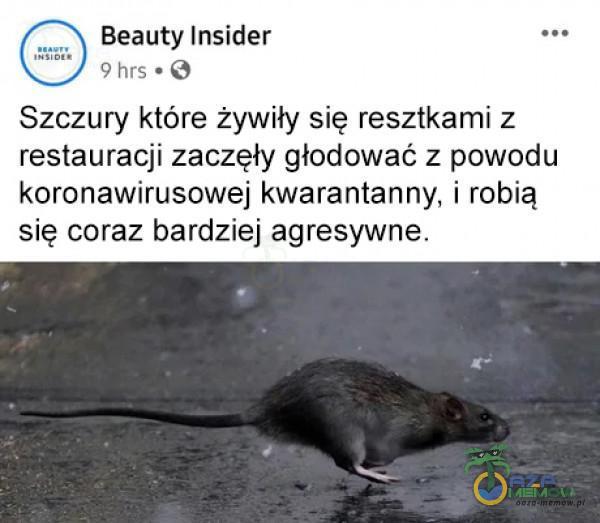 Beauty Insider ms + G Szczury które żywiły się resztkami z restauracji zaczęły głodować z powodu koronawirusowej kwarantanny, i robią się coraz bardziej agresywne.