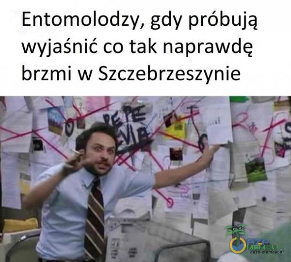 Entomolodzy, gdy próbują wyjaśnić co tak naprawdę. brzmi w Szczebrzeszynie